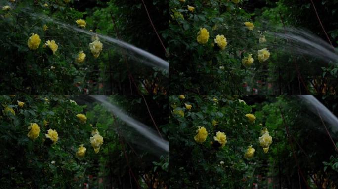 用水浇灌种植玫瑰