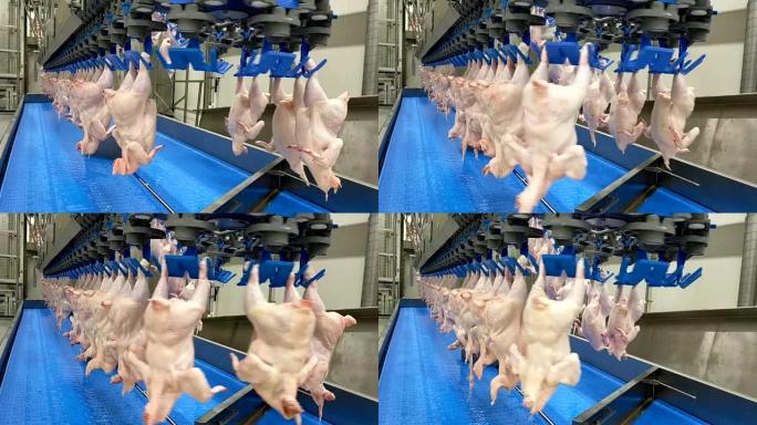 家禽加工业。生鸡肉生产线。家禽加工厂。食品厂输送带。肉鸡肉制品加工中的自动机器。屠宰场的现代化设备。