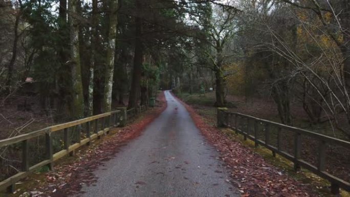 秋天森林中的狭窄道路