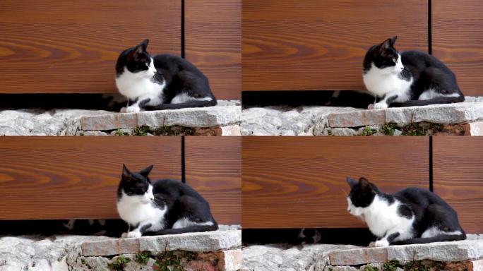 黑白母猫站着仍在仔细地环顾四周，而两只小猫在门下玩耍，试图用它们的小爪子接近她