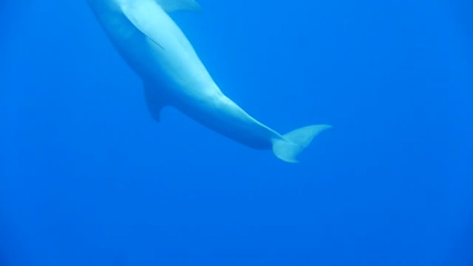 在密克罗尼西亚楚克与海豚一起游泳