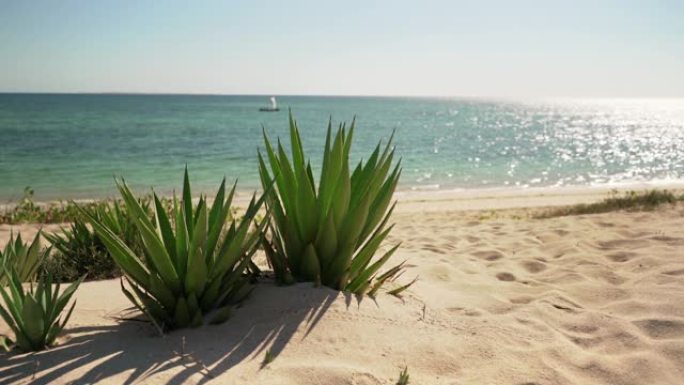 沙滩上生长着小小的龙舌兰灌木，远处阳光普照，小船在平静的海面上航行——这是马达加斯加阿纳卡奥的典型景
