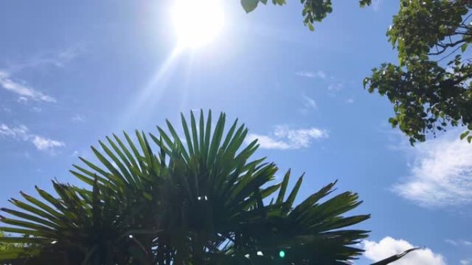 在晴朗的夏日，阳光透过棕榈树的叶子闪闪发光