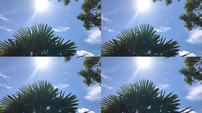 在晴朗的夏日，阳光透过棕榈树的叶子闪闪发光