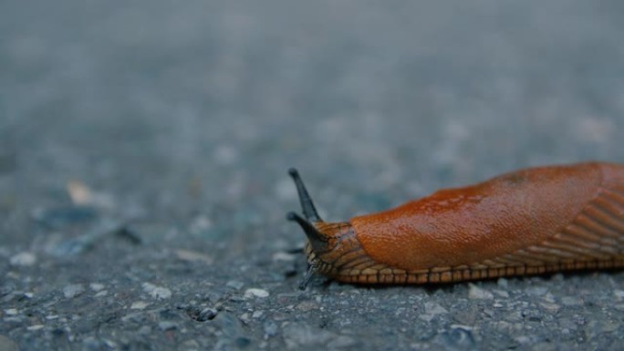 在路上爬行的鼻涕虫