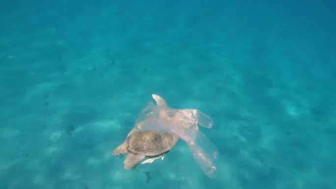 病毒。手套在海里游泳，一只大海龟在背景中游泳。