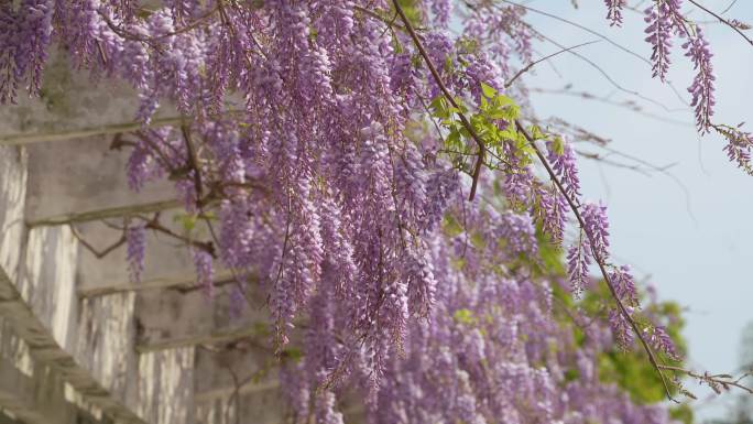 春风中的紫藤花 9个空镜头