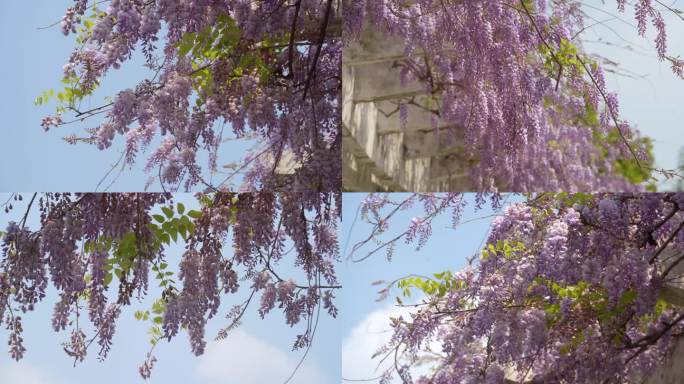 春风中的紫藤花 9个空镜头