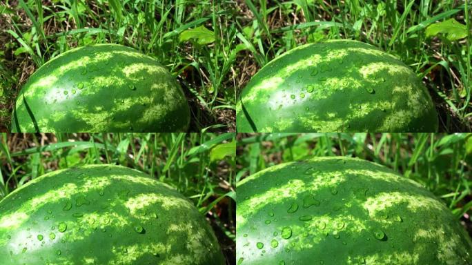 4k。西瓜在花园里生长着水滴，甜美的水果