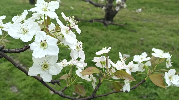 梨花特写春天果树种植