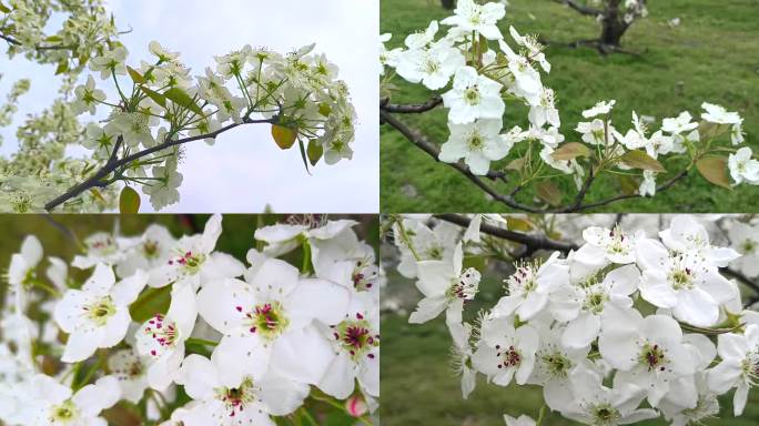 梨花特写春天果树种植