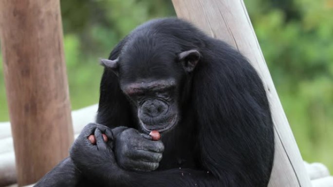 黑猩猩在大草原上吃东西。克鲁格公园的美丽时刻-野外的动物概念