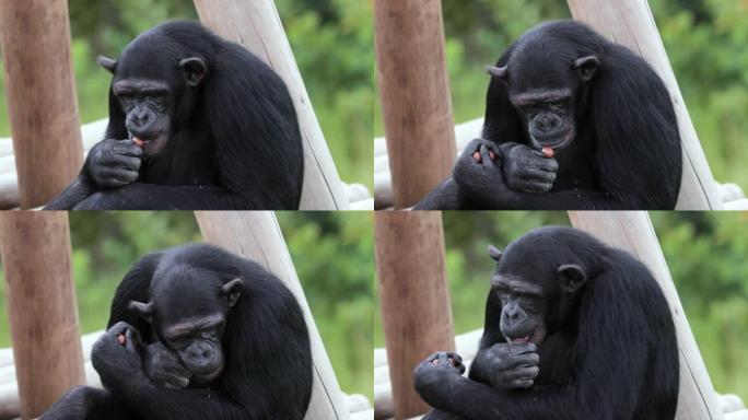 黑猩猩在大草原上吃东西。克鲁格公园的美丽时刻-野外的动物概念