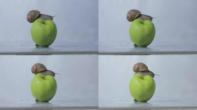 蜗牛在青苹果上。蜗牛在苹果上的特写。一只蜗牛正爬在一个苹果上。