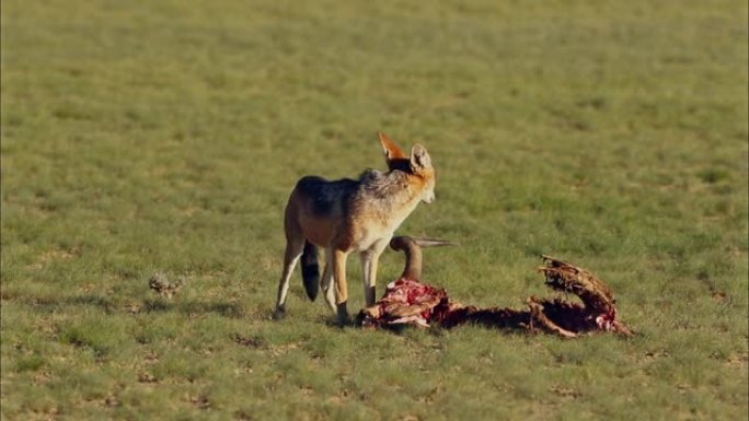 黑背jack狼在南非卡拉哈里 (Kalahari) 清理羚羊的遗骸