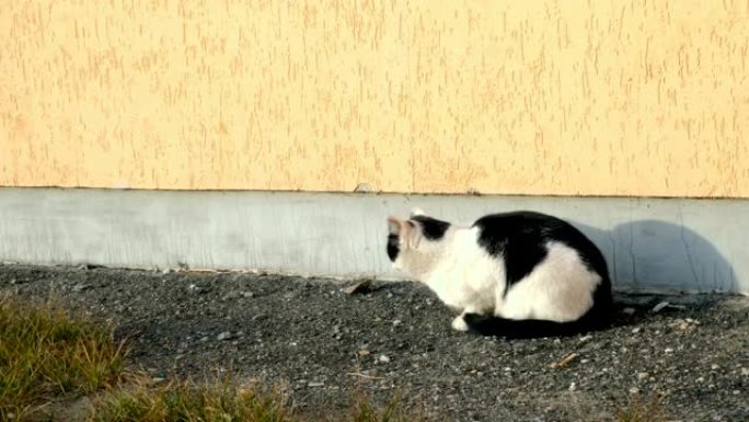 无家可归的黑白猫走了，坐在房子的墙上。