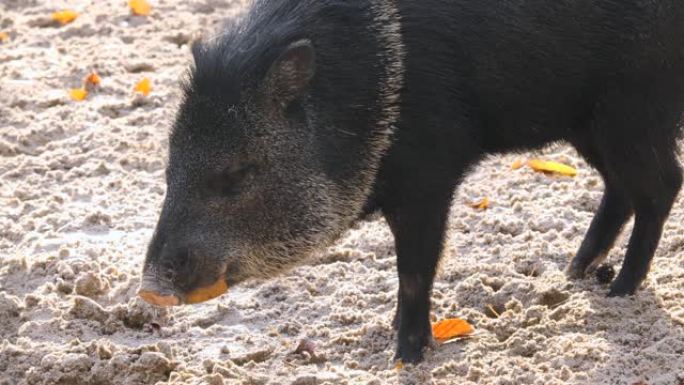 中小猪觅食喂养