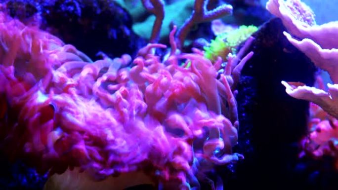 咸水水族馆中的延时海葵珊瑚礁和小丑鱼。