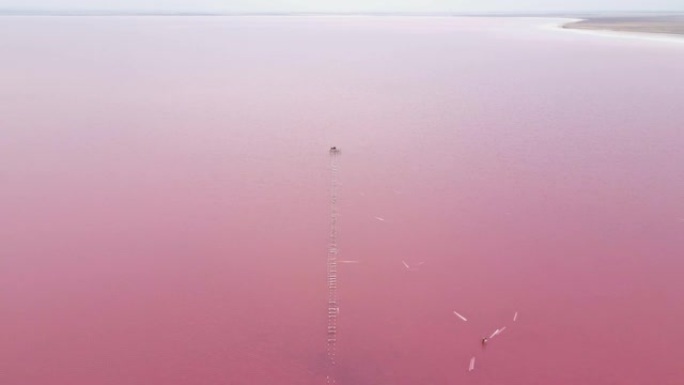 在夏季期间，在粉红色的Sasyk湖上飞行无人机