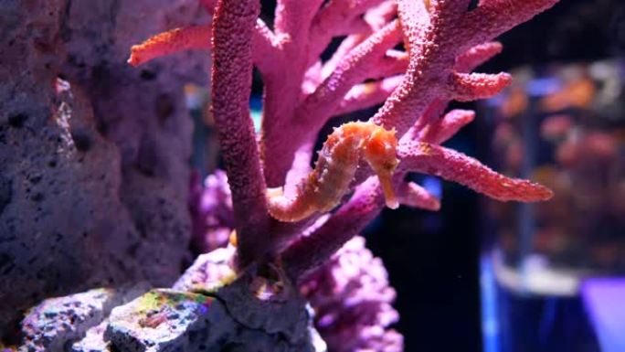 水族馆里的海马。这些海马生活在印度尼西亚、菲律宾和马来西亚周围的温暖海域。它们通常是黄色的，并且有不