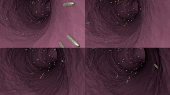 人类或动物肠道中寄生蠕虫的3D动画。