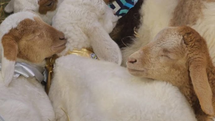 绵羊在牧场吃和睡觉，棕色和白色的绵羊。