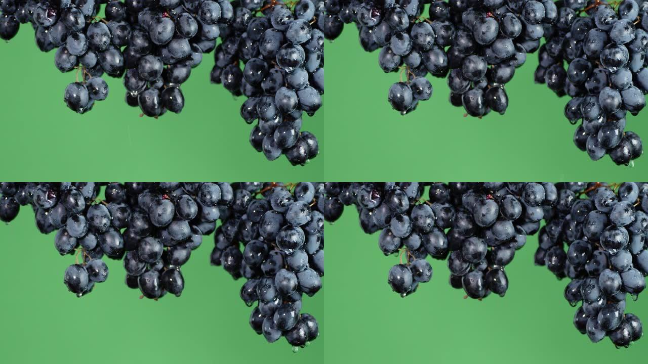 一束成熟的葡萄滴水。