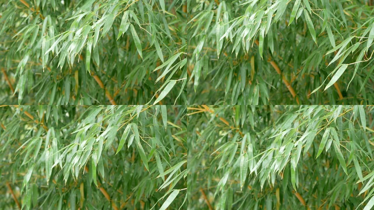 在日本花园种植竹子