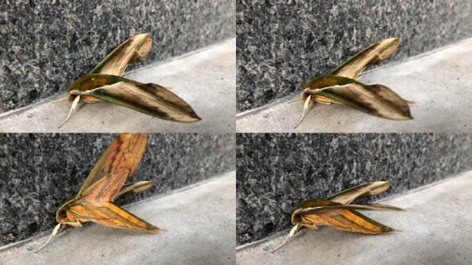Yam hawk moth在台风海深的大风中挣扎。