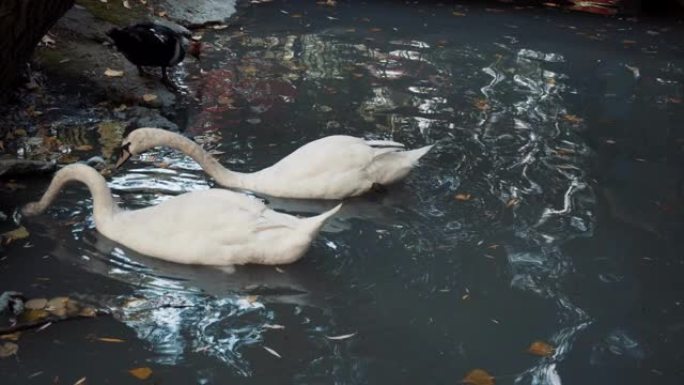 白天鹅在蓝色的湖上游泳。水禽首先潜入水中寻找食物。