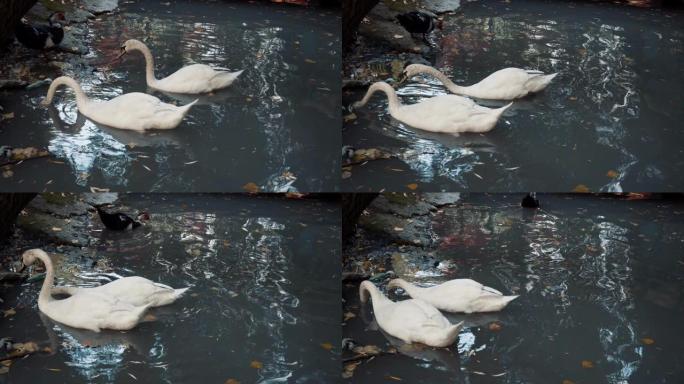 白天鹅在蓝色的湖上游泳。水禽首先潜入水中寻找食物。