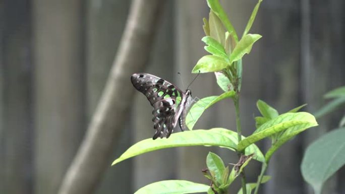 一只大蝴蝶坐在树的一片绿叶上。