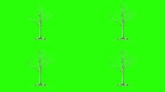 有根的无叶树，长时间生长，绿屏变色