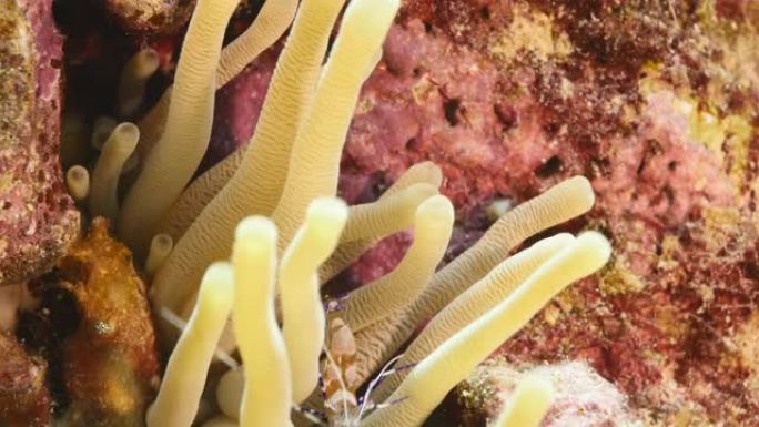 作为库拉索岛周围加勒比海珊瑚礁一部分的斑点清洁虾的特写