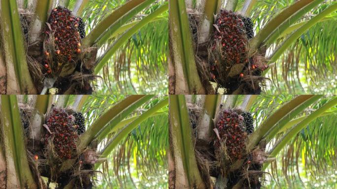 在泰国的gardent中，用铁锹刺在花束棕榈的杆子上收获完全成熟的棕榈产品。