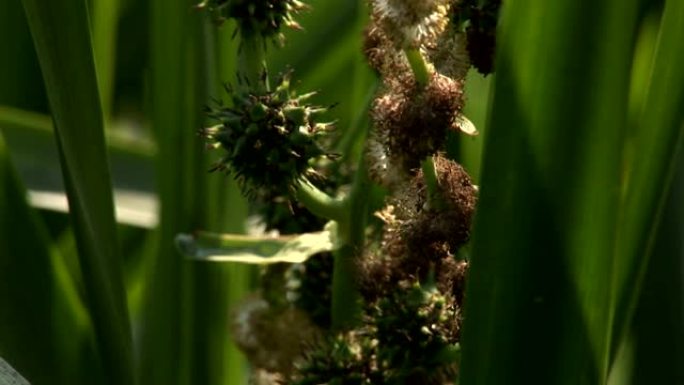 蜜蜂采集野花花粉视频素材