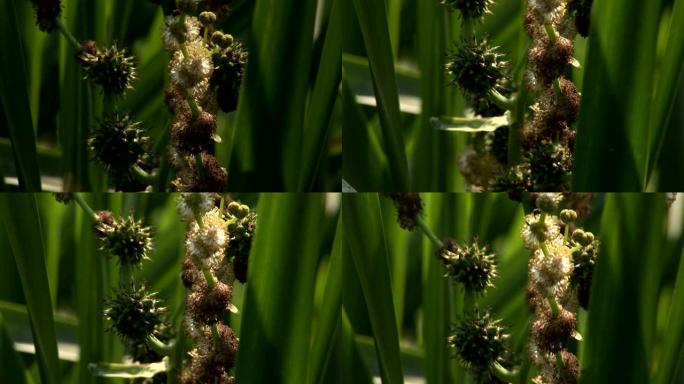 蜜蜂采集野花花粉视频素材
