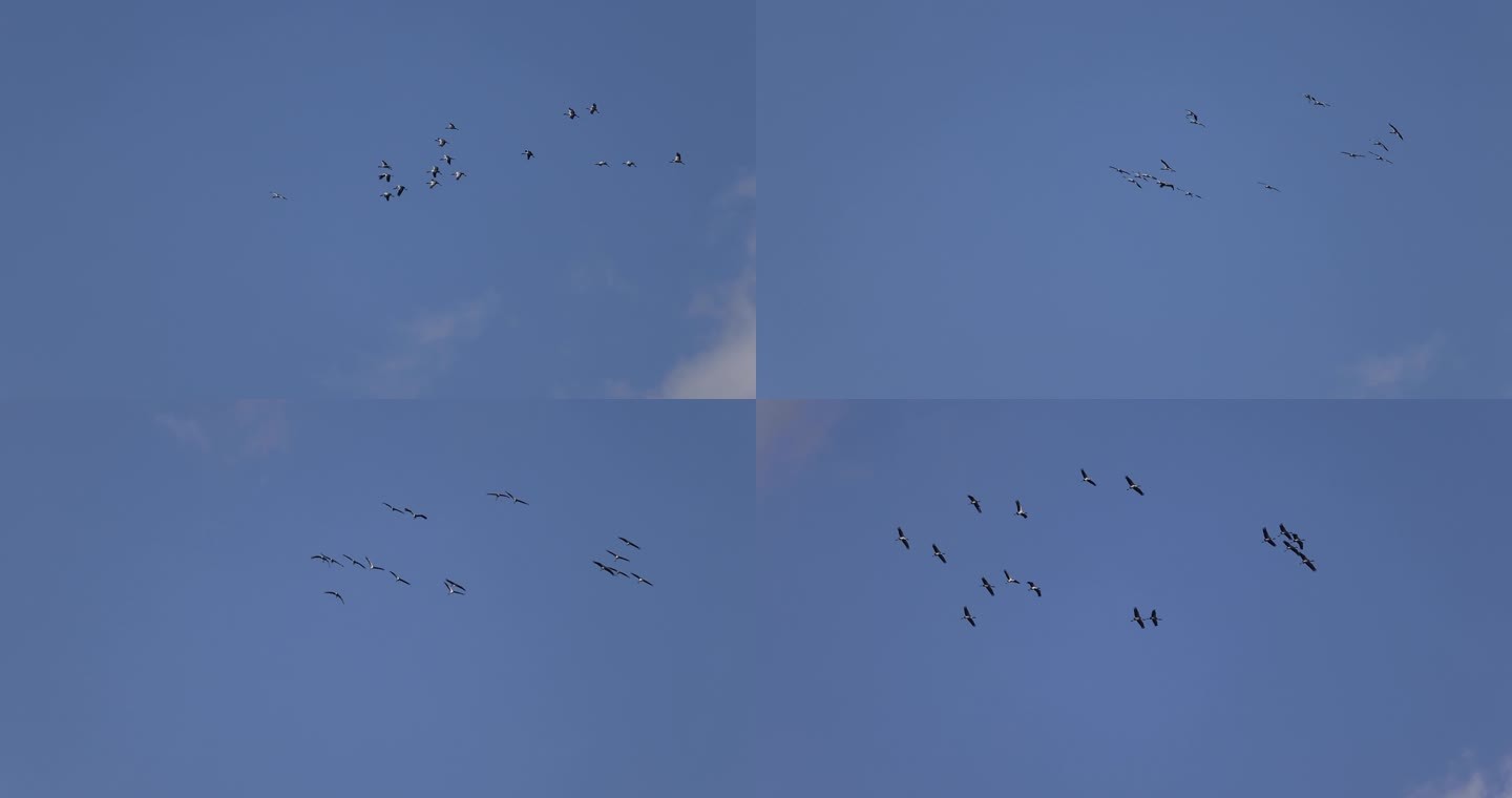 群鹤在蓝天飞行的升格视频