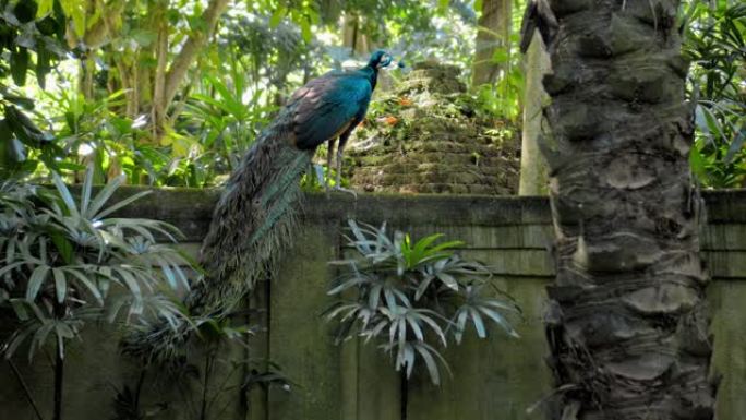 一只大型孔雀，在其通常的栖息地中带有蓝色羽毛，带有绿色