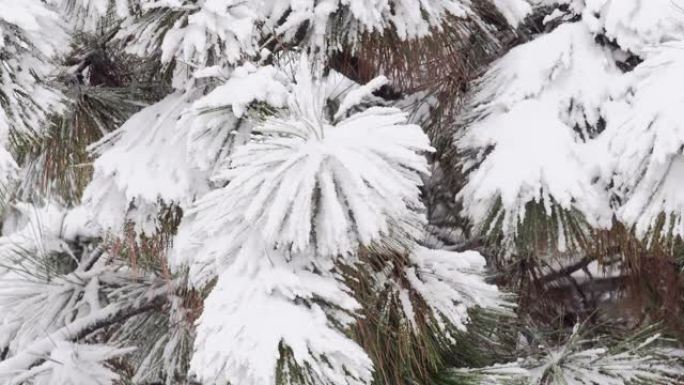 冷杉树冬季被雪覆盖的树枝
