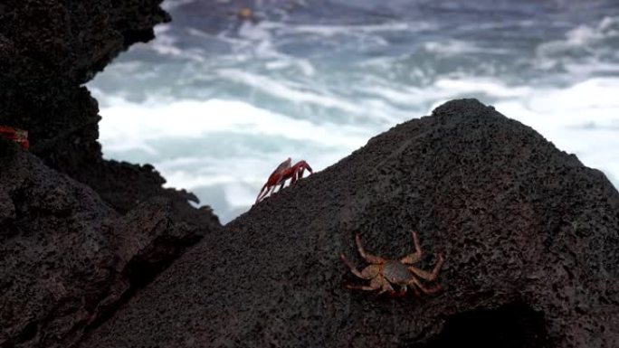 加拉帕戈斯萨利·莱特富特蟹 -- 坐在冲浪前的陡峭岩石上