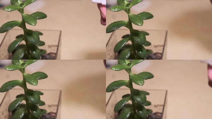 男人在家喷洒crassula，照顾室内植物，植物护理