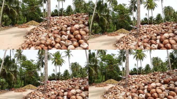 椰子农场，坚果准备出油和纸浆生产。大堆成熟的分拣椰子。天堂泰国苏梅岛热带岛屿。传统的亚洲农业。