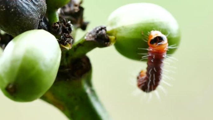咖啡蛀虫。影响咖啡植物的病虫害。选择性聚焦。