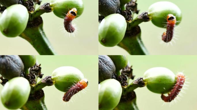 咖啡蛀虫。影响咖啡植物的病虫害。选择性聚焦。