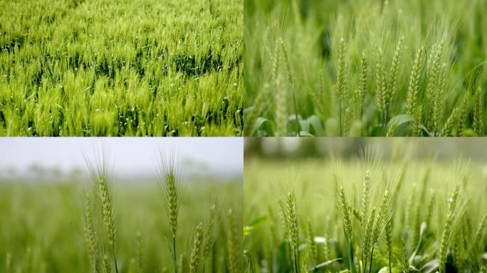春天的冬麦麦田小麦