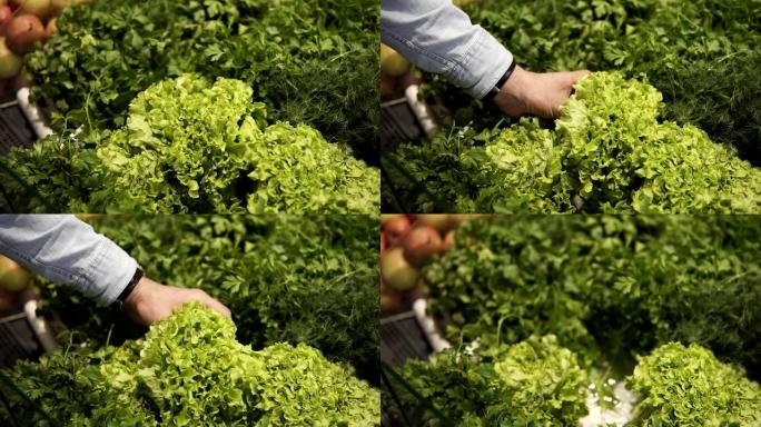 新鲜沙拉叶子的Clodeup镜头。一只雄性手从超市的柜台上拿走蔬菜和色拉叶。健康食品