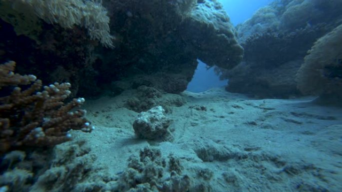 恶魔鲉 (Scorpaenopsis diabolus) 在珊瑚礁上沿着海底移动。