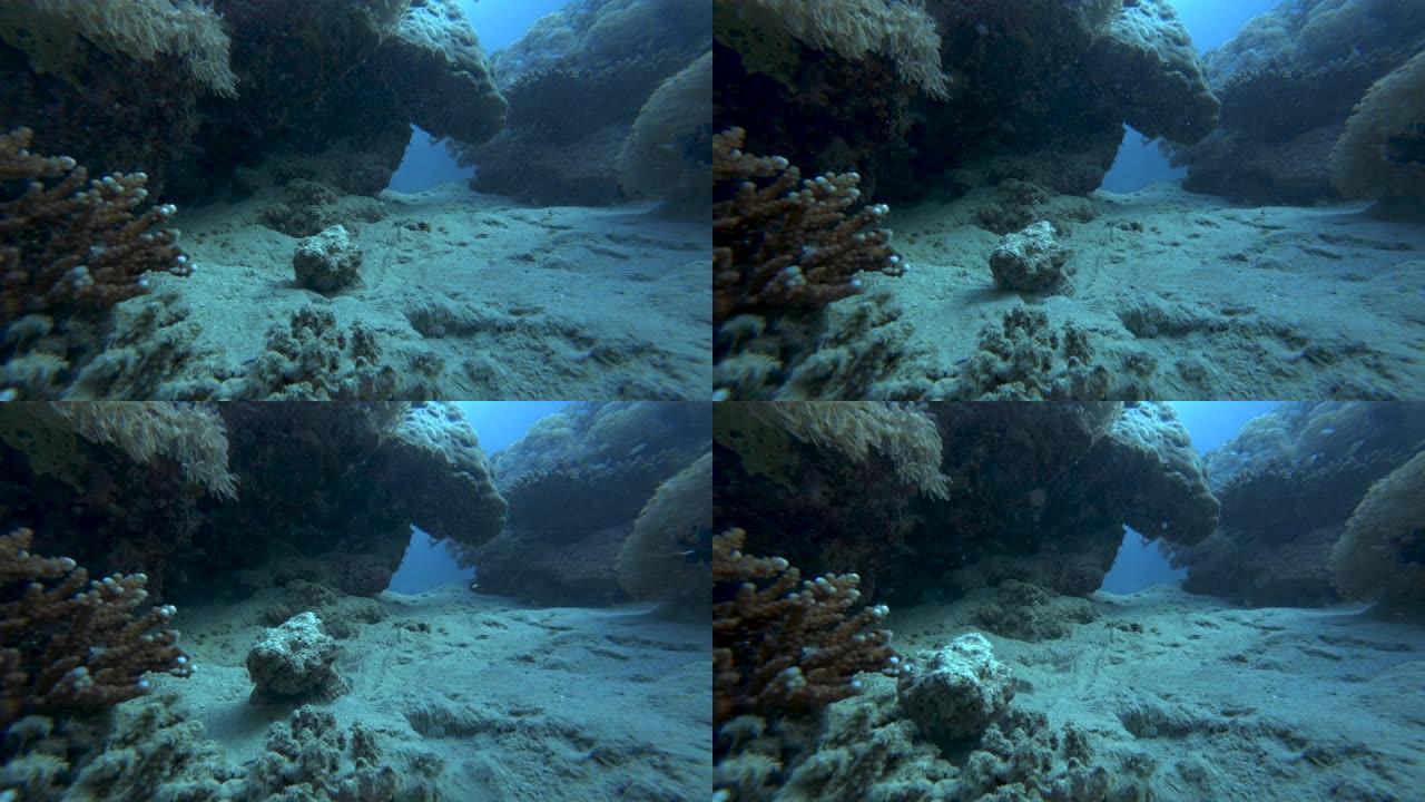 恶魔鲉 (Scorpaenopsis diabolus) 在珊瑚礁上沿着海底移动。