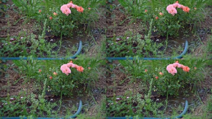 用橡胶水管给玫瑰植物浇水